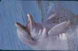 # ZAMBIA 3 Dolphins 3 100 Magnetic   -dolphins,dauphins- Tres Bon Etat - Zambie