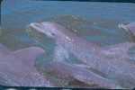 # ZAMBIA 1 Dolphins 1 100 Magnetic  -dolphins,dauphins- Tres Bon Etat - Zambia