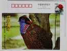 Red-bellied Pheasant Bird,China 2000 Rare Wild Animals In Qinling Mountain Advertising Pre-stamped Card - Gallinacées & Faisans