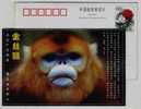Golden Monkey,China 2000 Rare Wild Animals In Qinling Mountain Advertising Pre-stamped Card - Monkeys