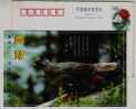 Red Pheasant Bird,China 2000 Rare Wild Animals In Qinling Mountain Advertising Pre-stamped Card - Gallinaceans & Pheasants