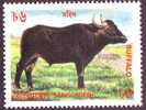 Milk, Buffalo, Cattle, Bangladesh - Other & Unclassified