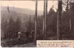 FRANCE :1905:Moselle:Waldpartie Bei Der Diedrichsburg.Timbre Allemand Perforé;Oblit.AMBULANT:Os Nabrück-Lohne. - Osnabrueck