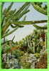 MONACO - MONTE-CARLO - LE JARDIN EXOTIQUE - LES CACTUS - ÉDITION Y. KERAMBRUN - - Giardino Esotico