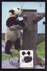 Bear Ours PANDA, MAXICARD MAXIMUM CARD 1995 OF CHINA.(A) - Osos