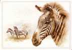 ZEBRES -  N° R  84359 - Zebre