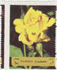 Fujeira-Rose Misplaced Perforation Variety  MNH - Roses