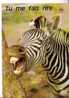 ZEBRE -  Tu Me Fais Rire....  -  N°  8071 - Zebras