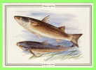 FISH - MUGIL CEPHALUS - FLATHEAD  MULLET - - Fish & Shellfish