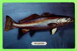 FISH - WEAKFISH - CYSNOCION NEBULOSUS - TRAVEL IN 1984 - - Poissons Et Crustacés