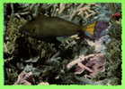 FISH - CORAL-EATING PARROT FISH AT 4.5 METRES - - Fish & Shellfish