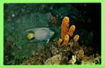 FISH - QUEEN ANGELFISH - Holacanthus Ciliaris - TOBAGO, WEST INDIES - - Vissen & Schaaldieren