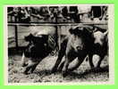 PIGS - PIG RACE  IN 1986 - PHOTO REX - - Varkens