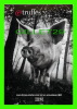 COCHONS - PUBLICITÉ - ADVERTISING - IBM - TRUFFES - GASTRONOMIE DU SUD-OUEST EST SUR LE WEB - - Pigs