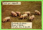 COCHONS - TIERCÉ QUI RAPPORTE ... 5 MINUTES DE PLAISIR...9 MOIS D´ATTENTE...7 DE PLUS DANS LA FAMILLE...- - Varkens