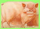 COCHON - JE SUIS TOUT PROPRE, PROPRE !!!!!!!!!!!!! - - Schweine