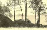 513 - Carantec (Finistère) - Le Bois De Sapins, Vue Sur La Baie De Morlaix - Carantec