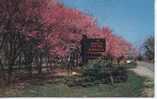 Grafton - Red Bud Time In Pere Marquette State Park - Sonstige & Ohne Zuordnung