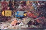 # VENEZUELA 28 Pez Azul Rey (Fauna  Marina I) 1000 Gem  -fish,poisson- Tres Bon Etat - Venezuela