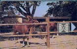 # CZECH C1a Bohnice 150 Sc4 01.93 -animal,horse,cheval- Tres Bon Etat - Czech Republic