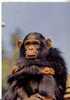 FAUNE AFRICAINE -  Singe - N°  3311 - Monkeys