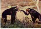 FAUNE AFRICAINE -   CHIMPANZES  -  N°  3553 - Singes