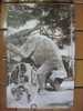 Elephant - Asian Elephant & Monkey Show At Takaraduka Zoo, Hyogo-Ken, Japan Vintage Postcard - Elephants