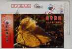 Photography Works,Leaf For Life,China 2005 Golden-sun Electric Alappliance Advertising Pre-stamped Card - Fotografia