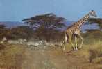 Kenya Afrique Africa - Girafe Et Zèbres - Giraffe And Zebras - Circulée - Used - Cebras