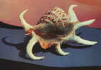 SHELL-SPIDER CONCH 1967 - Fish & Shellfish