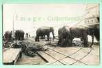 ASIE - SINGAPOUR - SINGAPORE - PACHYDERMES - ELEPHANT - CARTE PHOTO - Elefanten