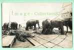 ASIE - SINGAPOUR - SINGAPORE - PACHYDERMES - ELEPHANT - CARTE PHOTO - Elephants