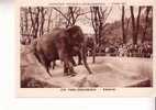 ELEPHANTS  - Parc Zoologique - Exposition Coloniale Internationale - Paris  1931  -  N° 270 - Elephants