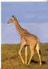 GIRAFE    -  N°  SJ 513 - Giraffes
