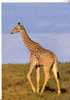 GIRAFE    -  N°  SJ 513 - Giraffe