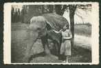 ELEPHANT WITH YOUNG WOMAN IN EAST EUROPE , OLD REAL PHOTO POSTCARD - Elephants