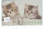 Télécarte Japon  CHAT  Katze  CAT  KAT Poes GATTO (1568) - Katzen