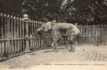 PARIS (75) Zoo éléphant Gros PlanJardin Des Plantes - Elefanten