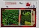 National Choiceness Flue-cured Tobacco,rice Planting,China 2009 Ninghua Agriculture Advertising Pre-stamped Card - Tabak