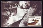 Chevreuil Roumanie , Roe Deer,HUNTING, 1977 Maxi Card, Romania. - Gibier