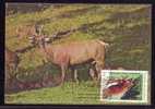 Chevreuil Roumanie , Roe Deer,HUNTING, 1988 Maxi Card, Romania. - Gibier