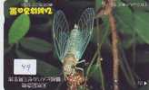 INSECT Insecte Insekt  Insecto (49) - Altri & Non Classificati