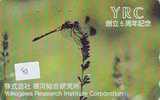 Dragonfly Libellule Libelle Libélula - Insect (81) - Altri & Non Classificati