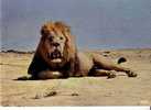LION - Réserve Africaine De  SIGEAN Dans L´AUDE - N° 4 - Lions