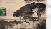 LES LEQUES SUR MER         LES PINS PARASOLS - Les Lecques