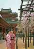 JAPON-Cherry Blossoms At The Inner Court Of The Heian Shrine Kyoto-MB - Kyoto