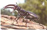 TARJETA DE BULGARIA DE UN ESCARABAJO  (INSECTO-INSECT) - Altri & Non Classificati