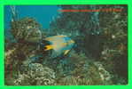 FISHES - POISSON - COLORFUL ANGEL FISH - - Fische Und Schaltiere