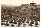 BONNIEUX   -   " VUE GENERALE Et  LES CHAMPS DE LAVANDE "   -   Editeur : PHOTOGUY De Nice   N° D 830 - Bonnieux