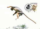 Guinée Bissau : CM Carte Maximum WWF Singe Primate Colobe Bai Procolobus Badius Roter Stummelaffe Red Colobus - Apen